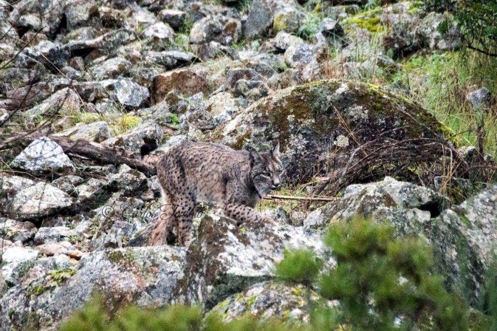 Lince ibérico, sierra de Andújar