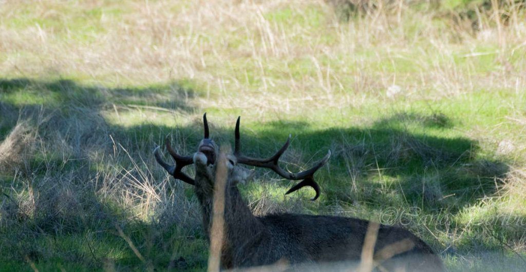 Lince ibérico, Sierra de Andújar
