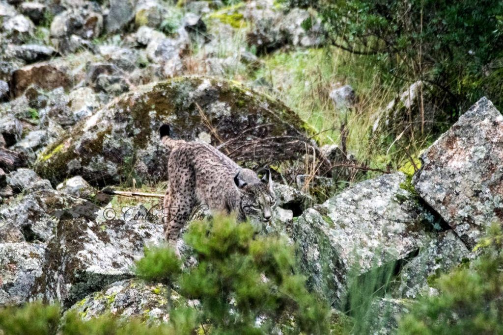 Lince ibérico, Sierra de Andújar