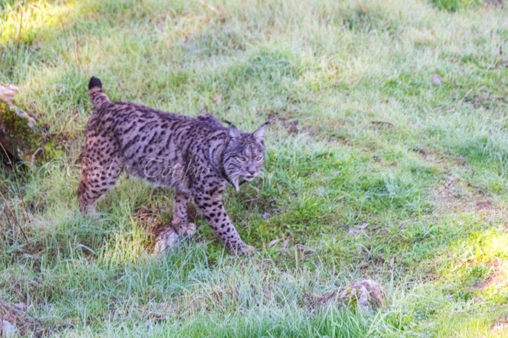 Lince ibérico, Sierra de Andújar