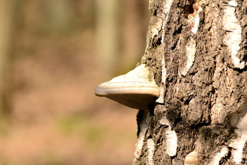 Nature photography with a telephoto lens