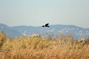 Llobregat Delta, Marsh Harrier