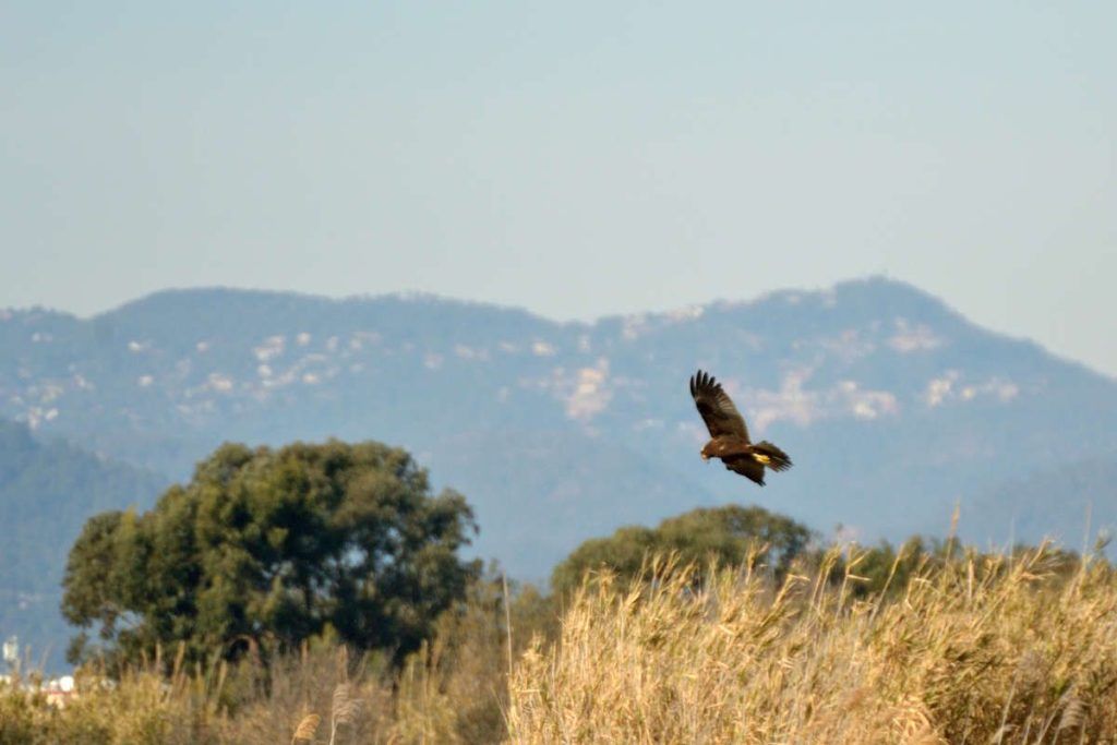 Llobregat Delta, harrier