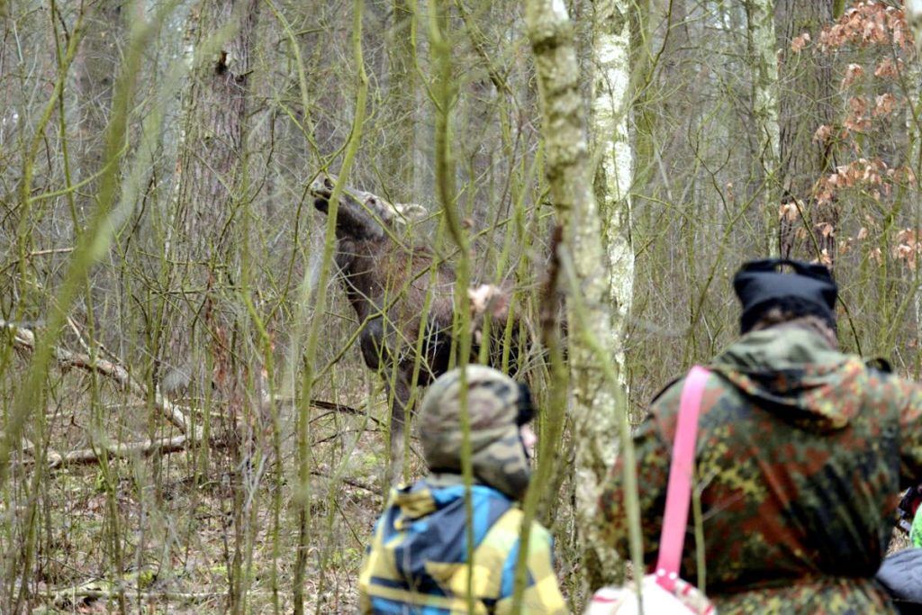 Spuren von Wildtieren interpretieren