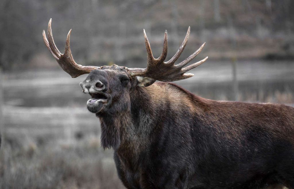 Moose rut, Biebrza