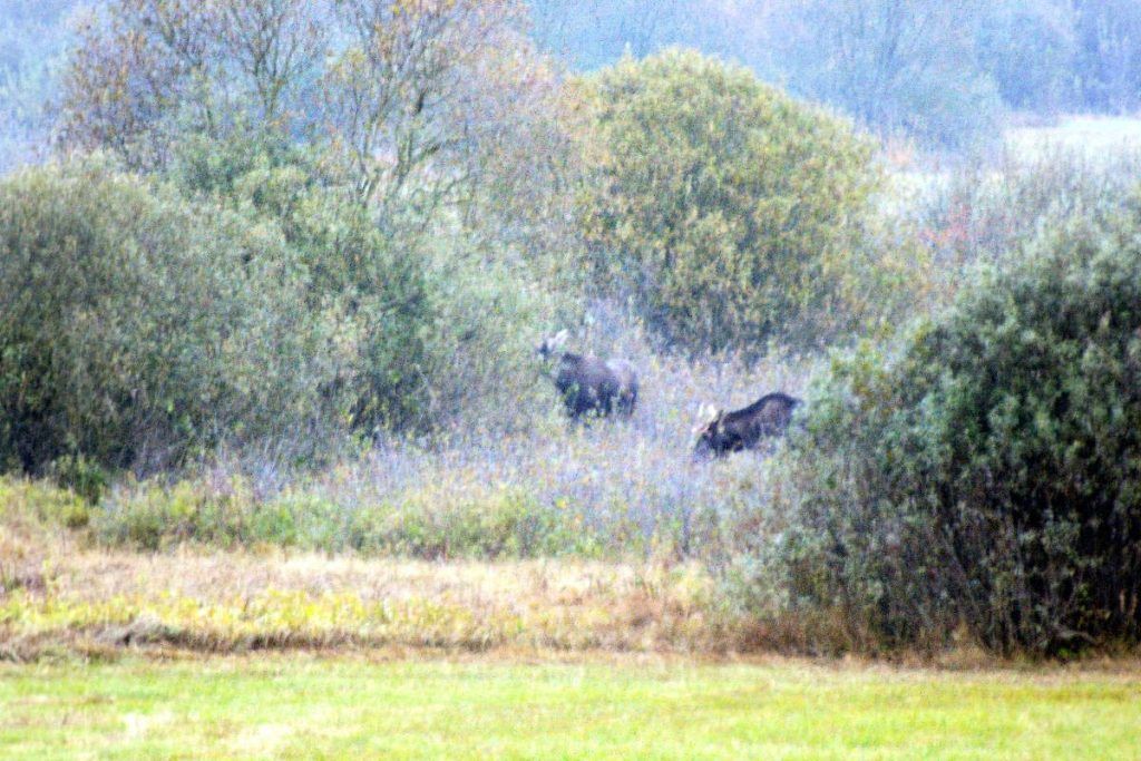 Avistamiento de alces en Biebrza