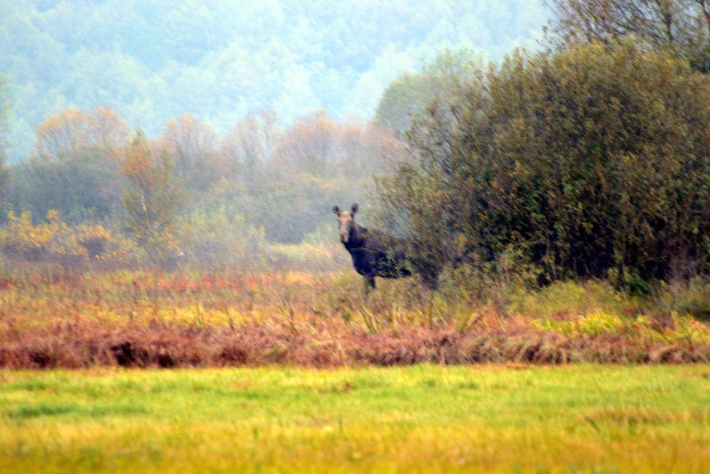 Moose watching in Biebrza