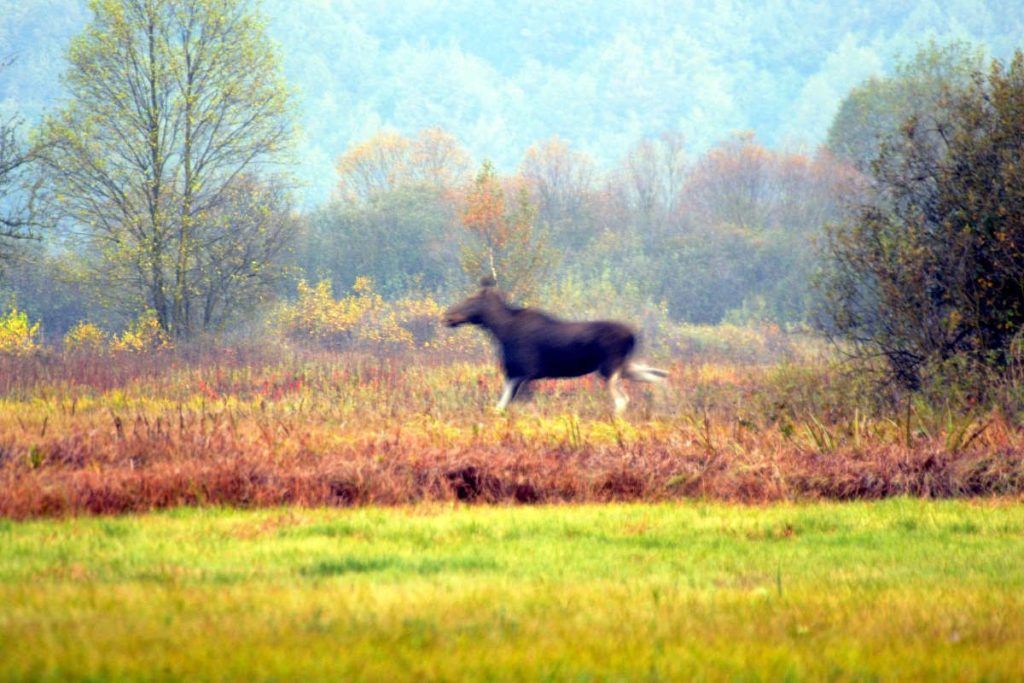 Avistamiento de alces en Biebrza