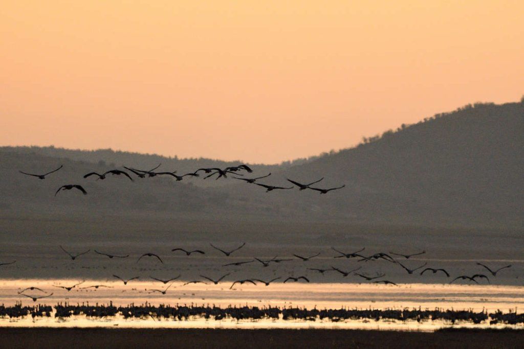 Migration in Gallocanta 2019