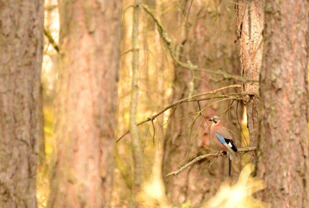 Telephoto lenses and wildlife photography