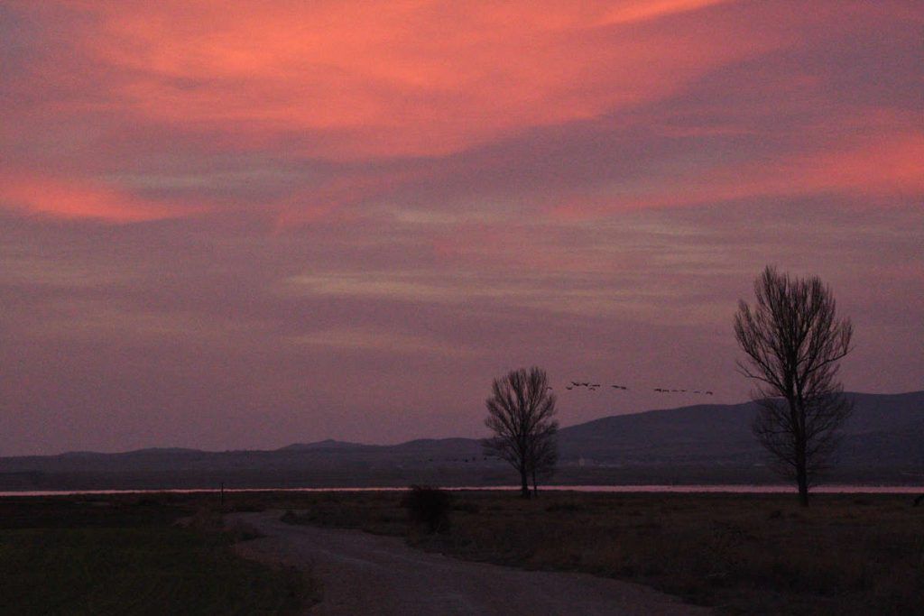 Gallocanta-Lagune 2019, Kranichwanderung