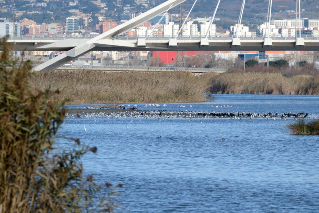 Llobregat Delta