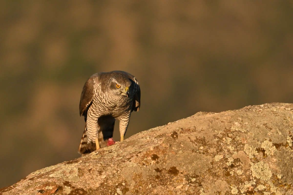 El azor común, un cazador formidable - Fotogario