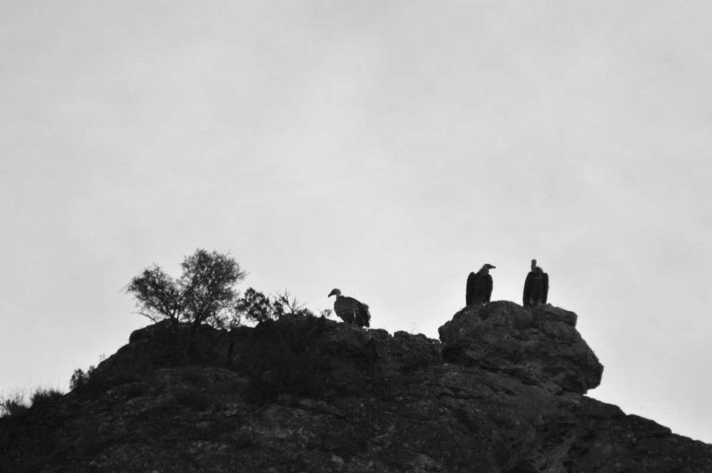 Buitres leonados, Parque Natural del río Dulce