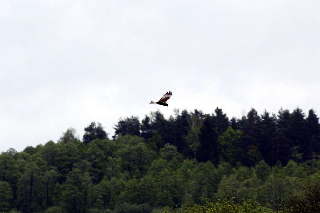 Fotografía de aves
