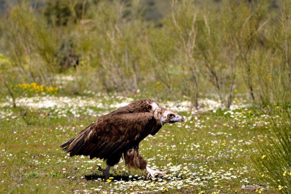 Buitre negro, Monfragüe