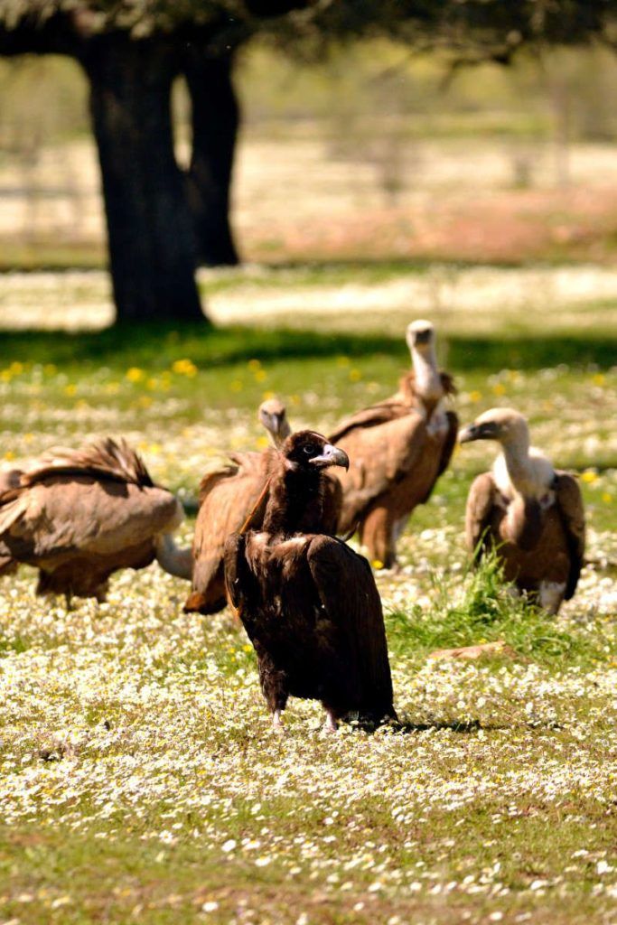buitre negro, leonados, Monfragüe
