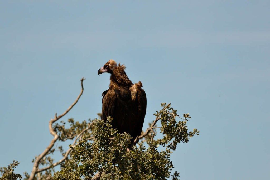 Buitre negro posado en Monfragüe