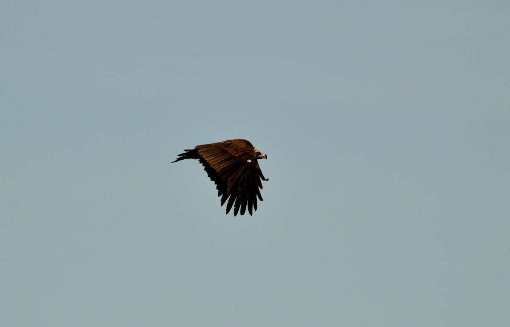 Buitre negro en vuelo