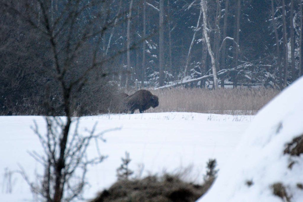 Bialowieza, Bison 1