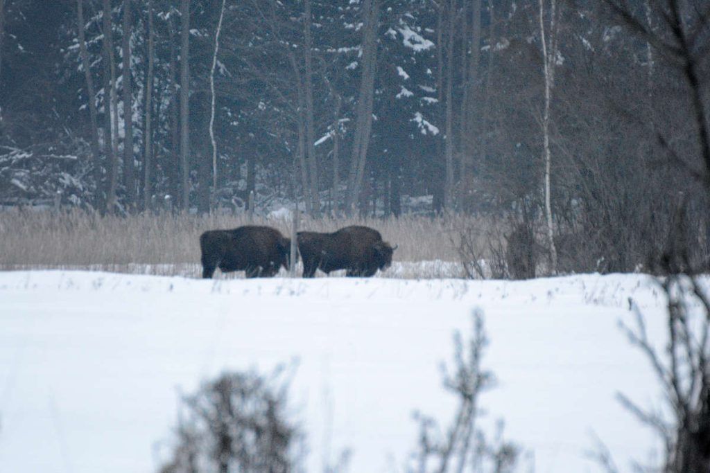 Bialowieza, Bison 2