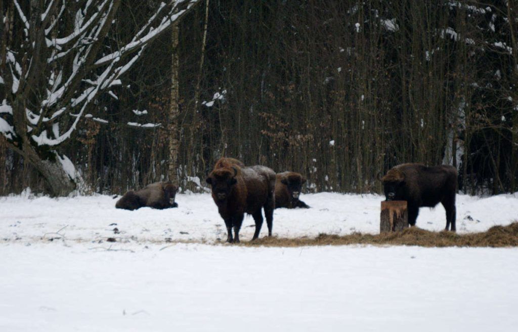 Bialowieza, biso 3
