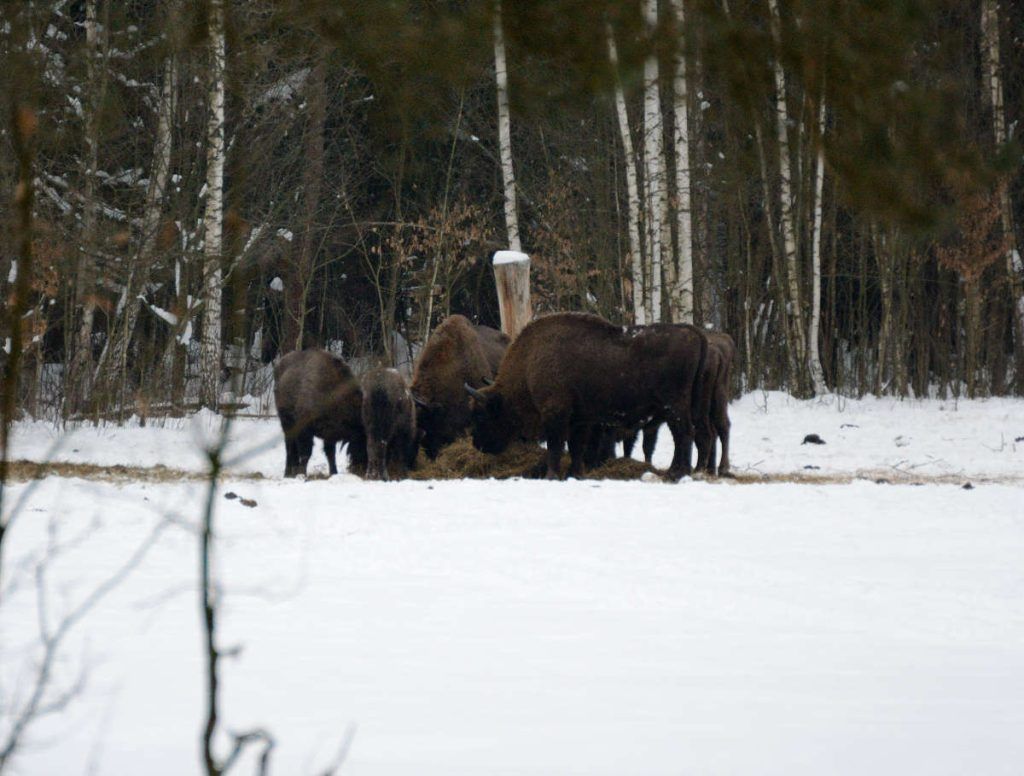 Bialowieza, biso 4, Tierverhalten