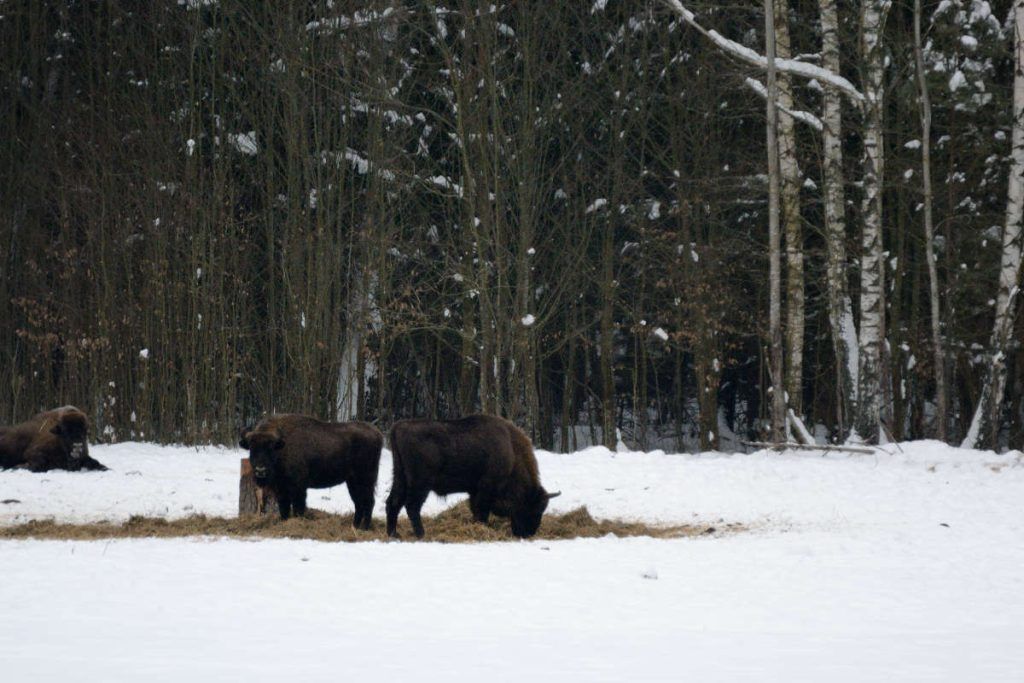 Bialowieza Biso 5