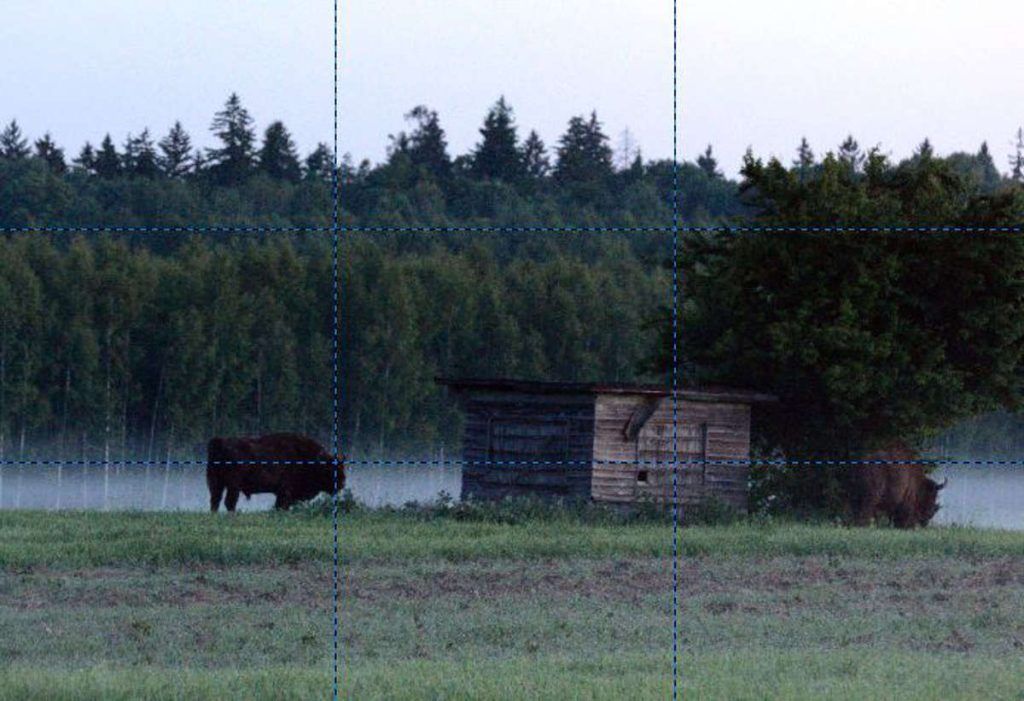 Règle des tiers, bisons dans le parc
