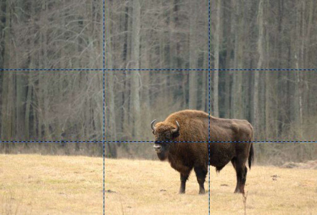 Règle des tiers, Bison en Pologne