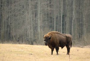 Bison 1