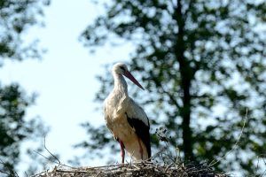 Fototour zum Bialowieza-Park