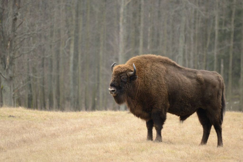 Bison 2