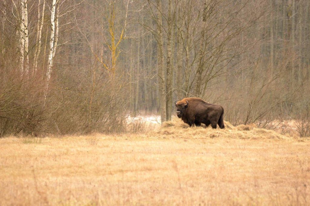 Bialowieza Bison