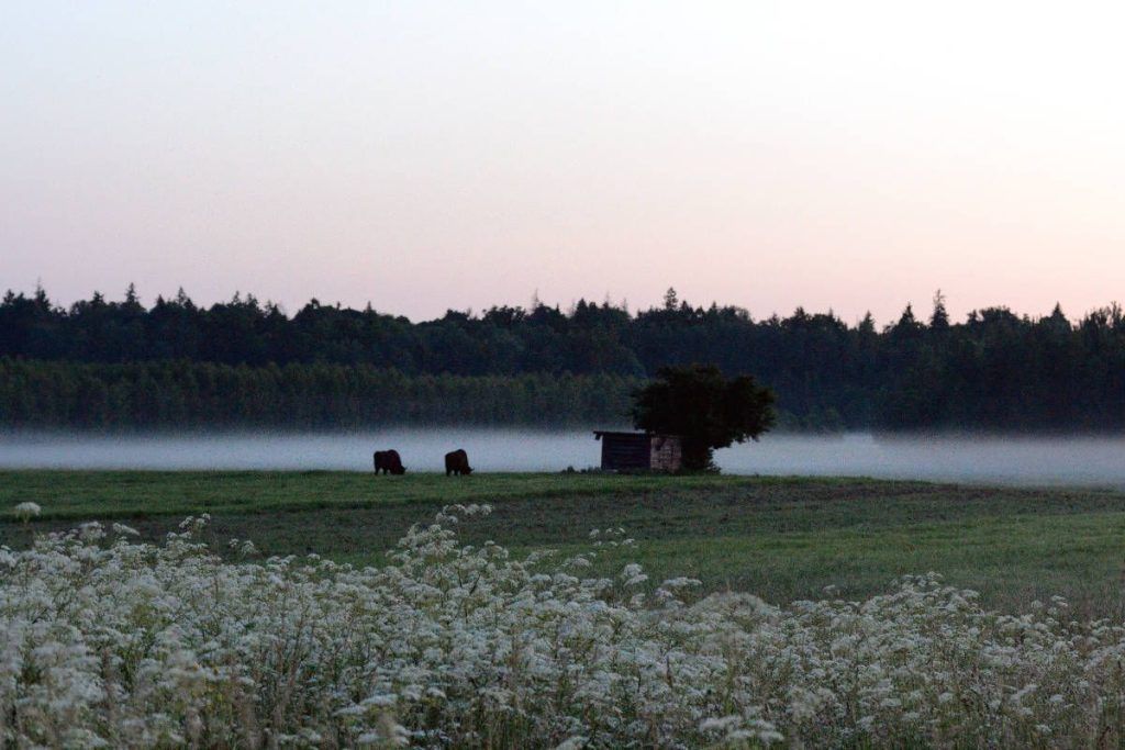 Fotoreise nach Bialowieza