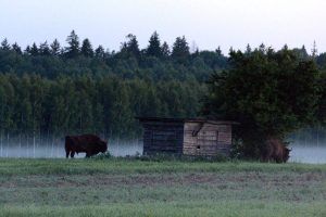 Fotoreise nach Bialowieza