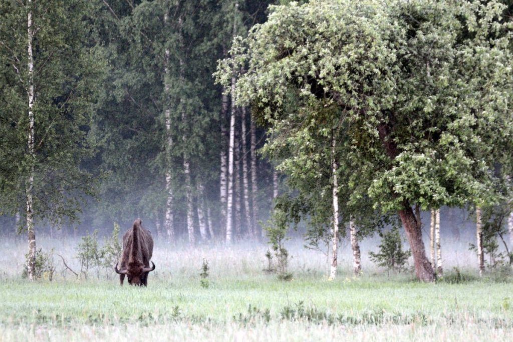Fotoreise nach Bialowieza