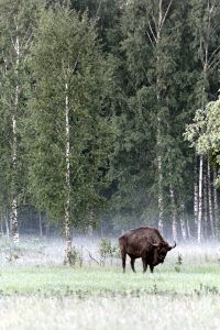 Fotoreise nach Bialowieza