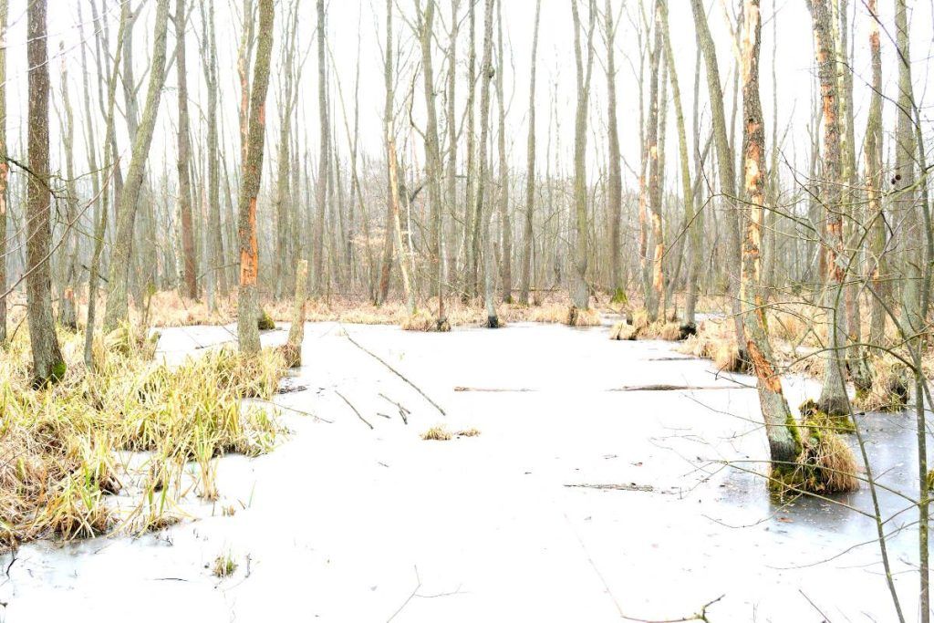 High key, landscape