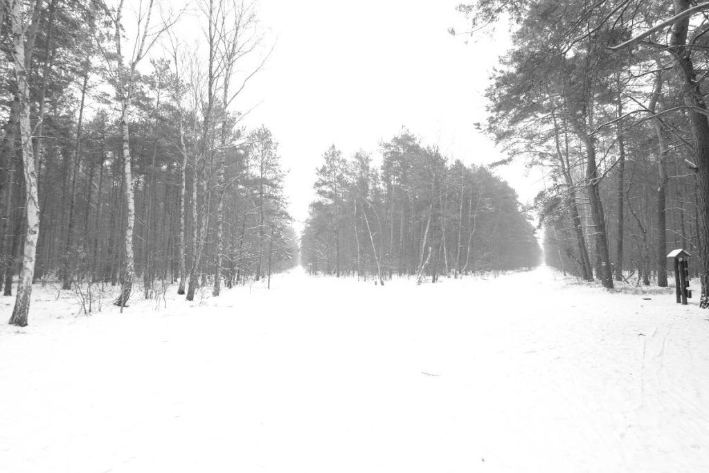 High key, black and white, Kampinos