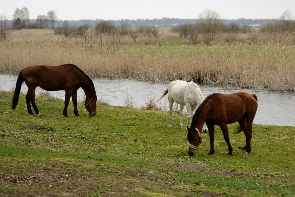 Biebrza