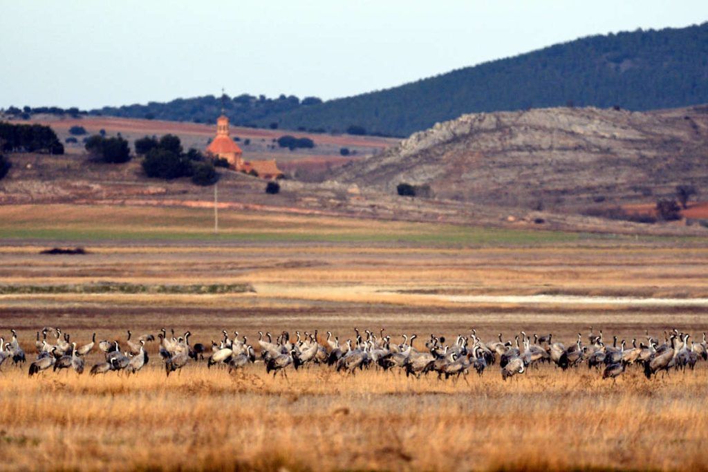 Kranichzug, Gallocanta 2019