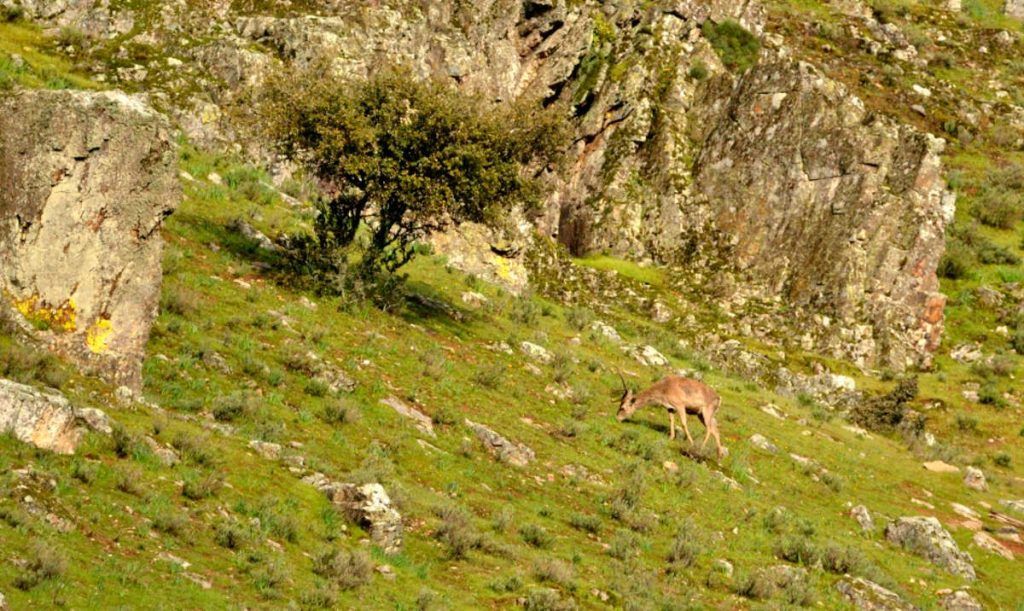 Monfragüe, Tamron 150-600mm sensations