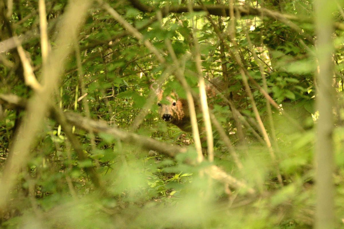 Cerfs en milieu naturel