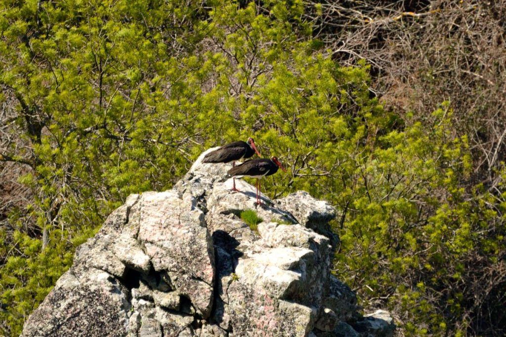 Monfragüe, sensations with the Tamron 150-600mm