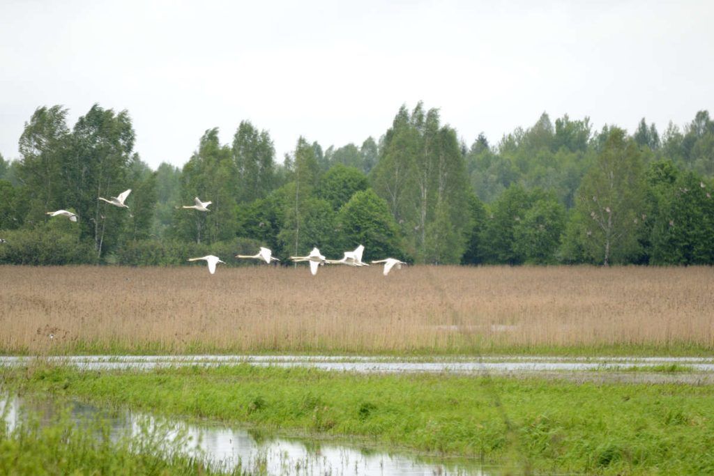 Fotografía de aves