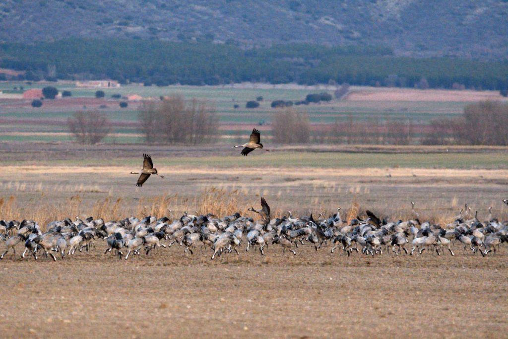 Kranichwanderung in Gallocanta 2019