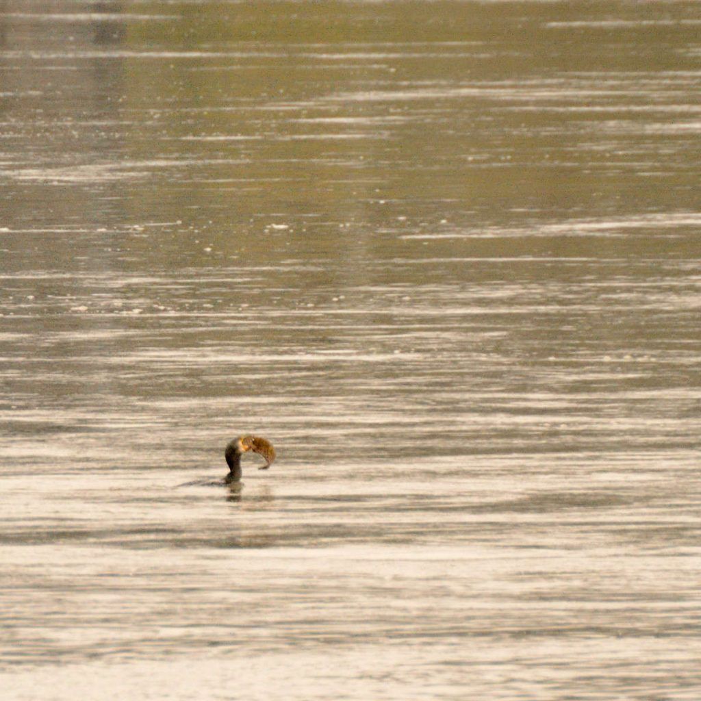 Cormoran grande