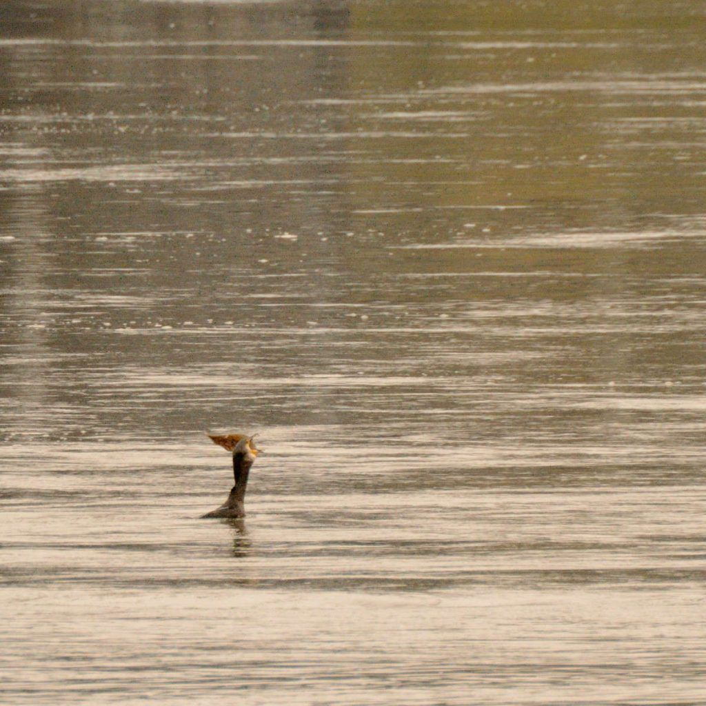 Cormoran grande