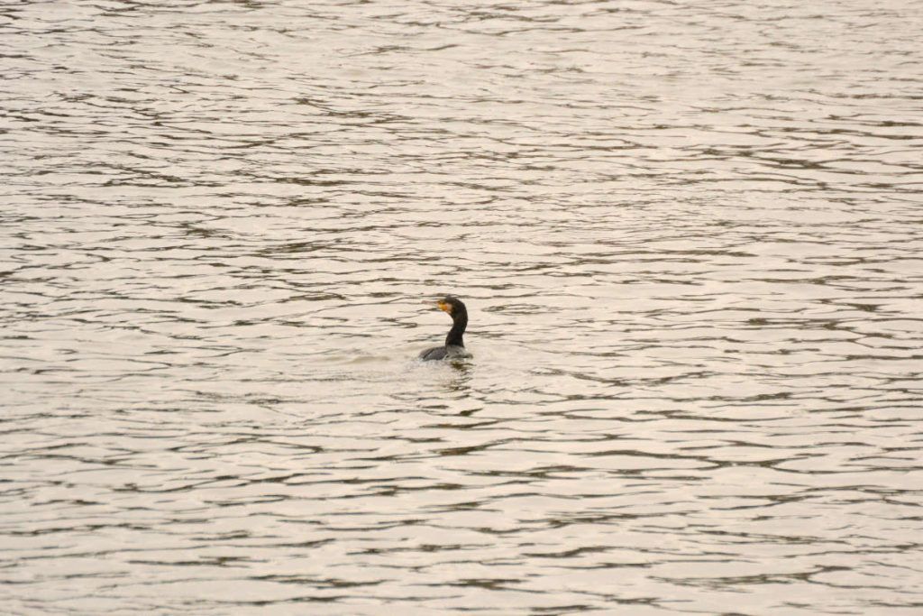 Cormoran grande